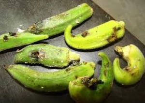 uploads/images/pest/okra fruit borer.jpg